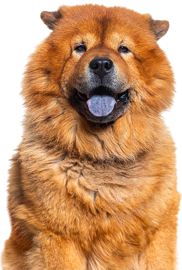 booking-dog_(1).png