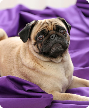 image_1.png