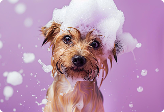 simple-dog.png